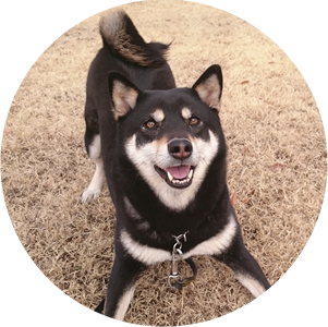 生後3か月半の柴犬男の子