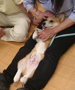パピケアセットコース