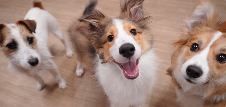 犬のしつけ方教室の風景