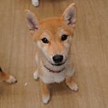 柴犬