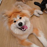 秋田犬