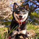 柴犬