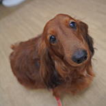 ミニチュアダックスフンド