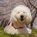 ミディアムプードル