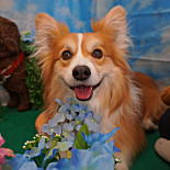 ウェルシュコーギー