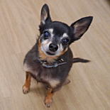 プラシュスキークリサジーク