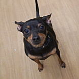 プラシュスキークリサジーク