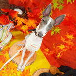 イタリアングレーハウンド