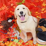 ゴールデンレトリバー