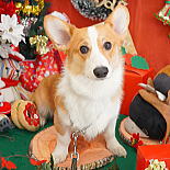 ウエルシュコーギー