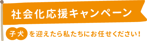 社会化応援キャンペーン　子犬を迎えたら私たちにお任せください！