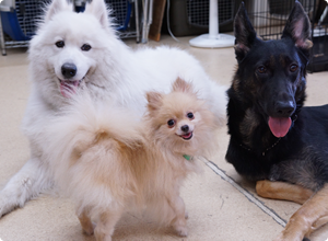 犬との付き合い方を学ぶ