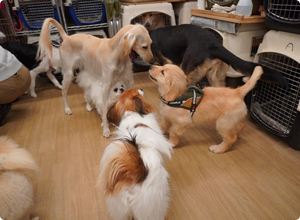 子犬の社会化促進