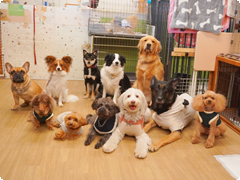 犬の幼稚園について