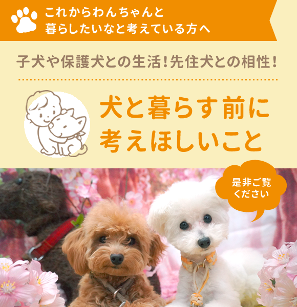 子犬や保護犬との生活！先住犬との相性！犬と暮らす前に考えほしいこと