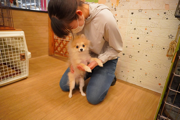 1期（16日間）