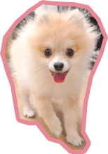ポメラニアンの子犬