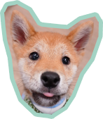 柴犬の子犬