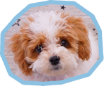 シーズーの子犬