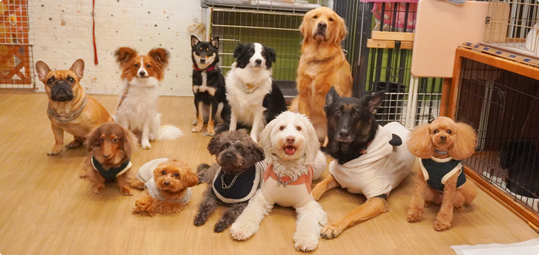 犬の幼稚園のお友達