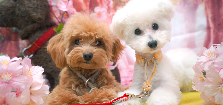 犬との暮らし