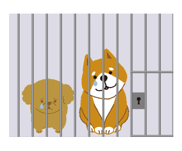 保護された犬の経緯