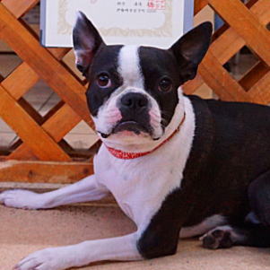 ボストンテリア