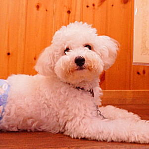 ビションフリーゼ