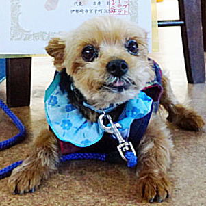 ヨークシャーテリア