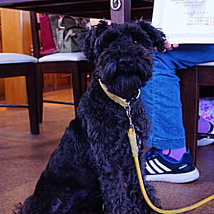 ミニチュアシュナウザー